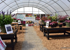 Hilverda Kooij's varieties.